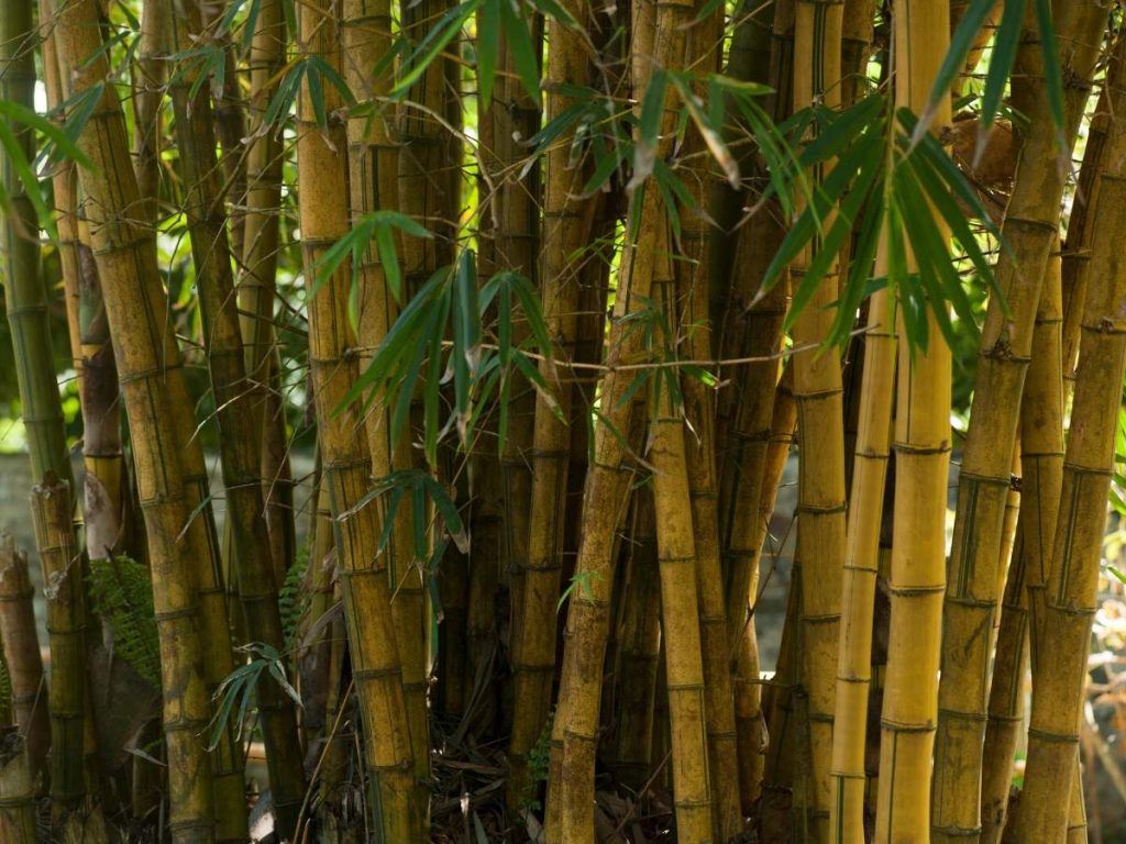 kéz_és_lábápolás